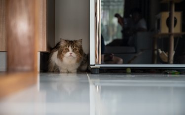 Curious crossbreed Persian cat hiding behind the refrigerator when she saw stranger.