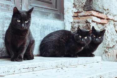 three black cats outside