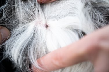 Small tick ​​attached to the skin of a dog and sucking blood. Berlin, Germany