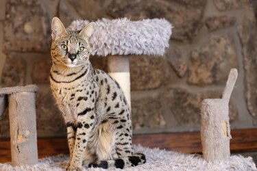 Savannah cat looking ahead and sitting by a scratching post.