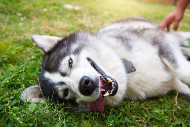 Husky dog is lying contentedly on the grass with his tongue hanging out, his mouth open and smiling. Happy and contented pet, animal health, veterinary medicine. Dog training, games with the owner.