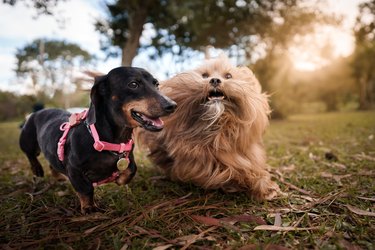 Dogs running together at the park