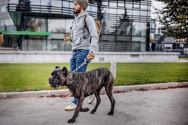 Young man and his dog walking