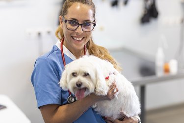 Portrait of a veterinarian holding a dog