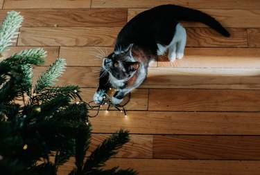 A young cat lies under a Christmas Tree and plays with the LED string lights