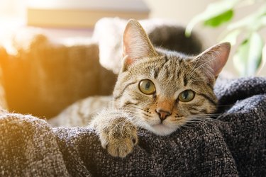 How to Treat Your Cat's Eye Infection at Home