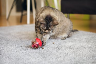 Active tabby cat is playing at home with special ball dispenser with kibble inside that slowly drops out when cat pushes it.