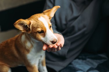 Adorable puppy eating from the owner's hand.