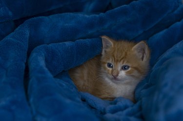 Reddish kitten wrapped in a blanket
