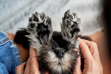 Crop female owner fondling adorable puppy