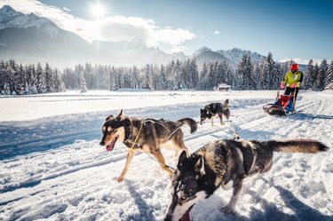 Three husky dogs pull a musher on a sled across the snow, against a mountain backdrop.