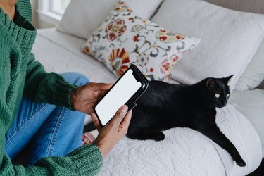 Woman checks her smart phone while sitting on bed with cat.