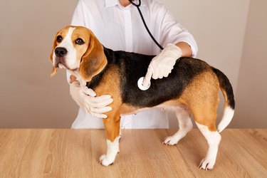 A veterinarian listens to a beagle dog with a stethoscope