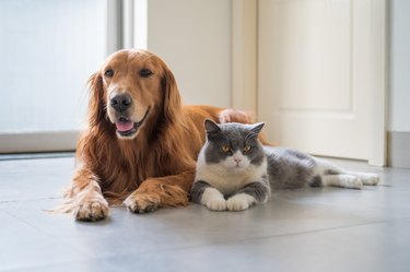 British Shorthair cat and Golden Retriever dog laying next to each other