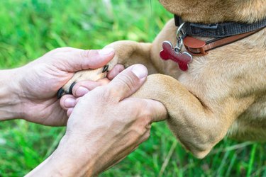 Paws of dog in hands of owner. Concept of friendship and relationship between man and dog.