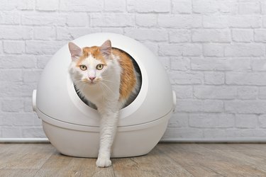 Cute tabby cat going out of a self-cleaning Litter box. Horizontal image with copy space.