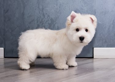 West Highland white terrier on a grey background side view