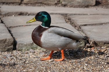 A cute shot from the side of a male duck walking on the ground.