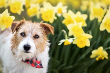 Happy dog listening in easter daffodil flowers in spring, pet in the nature
