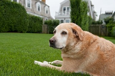 Old golden dog outside on grass