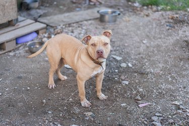 Puppy pitbull living in the dirty yard in a chain-linked.