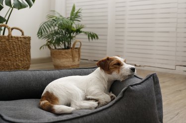 Adorable small breed dog chilling at home.