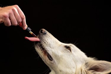 Dog licking a CBD oil dropper