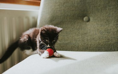 10 week old black and white kitten grips a colourful little ball