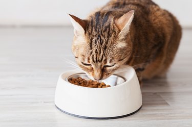 Tabby cat eating food from white bowl. Pets care concept.
