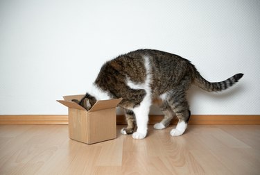 cat cardboard box
