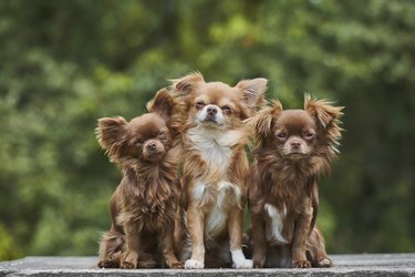 do chihuahua puppies have floppy ears