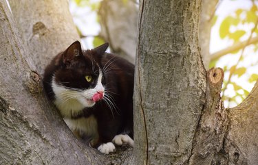Cat in a tree with their tongue out