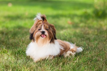 Shi Tzu puppy in a meadow