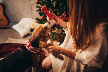 Woman giving Christmas present to cute puppy on Christmas day