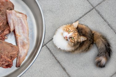 A fluffy cat sits on the ground staring up at a metal dish containing cooked meats