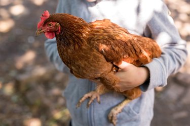 A chicken in the hands of a child.