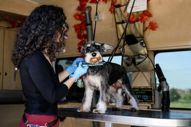 Woman grooming a dog in a mobile groomer