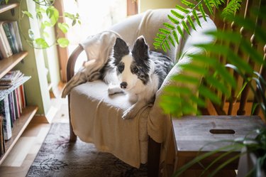 Border collie relaxing on armchair,Poland