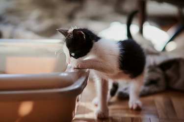 Shot of a fluffy black and white kitten curiously checking out the kitty litter box