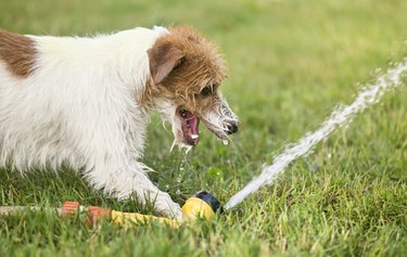 Happy puppy pet dog playing with water, drinking in summer