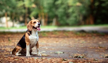 Brown dog beagle sitting on path in autumn natural park location among orange yellow fallen leaves. Summer, autumn time. Wallpaper and copy space.