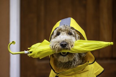 Rainy Day Goldendoodle Walk