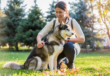 Brushing husky dog