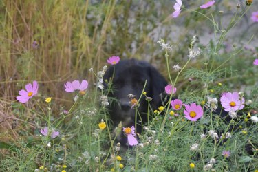 Small black dog in a field of purple flowers