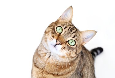 Tabby cat looking at camera on white background with his head tilted