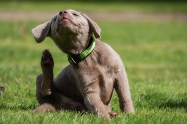 puppy scratching his ear on green grassy field
