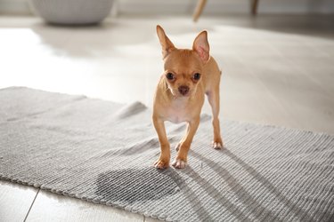 Cute Chihuahua puppy near wet spot on rug indoors. Space for text