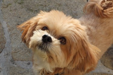 are lhasa apso trainable