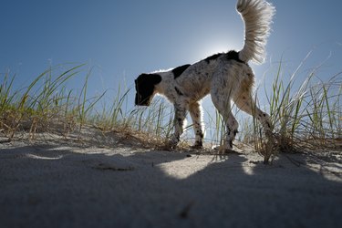 Truffle, English Springer Spaniel puppy on Seven Mile Beach, Lennox Head, New South Wales, Australia
