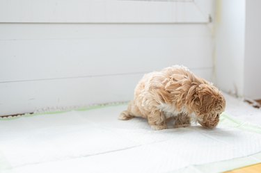 can you train dogs to use the toilet